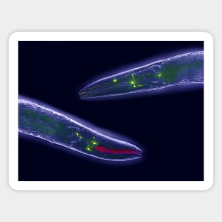 Caenorhabditis elegans (C011/1388) Sticker